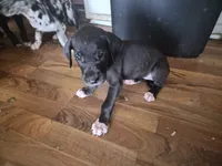 Hannah , a female Great Dane for sale in Middleport, NY – 1 of 1