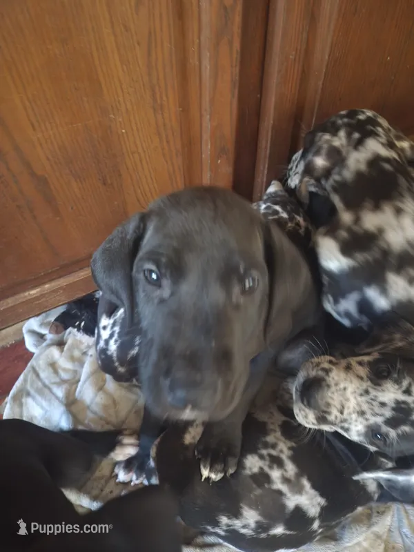 Lucian  – Great Dane puppy for sale in Middleport, NY