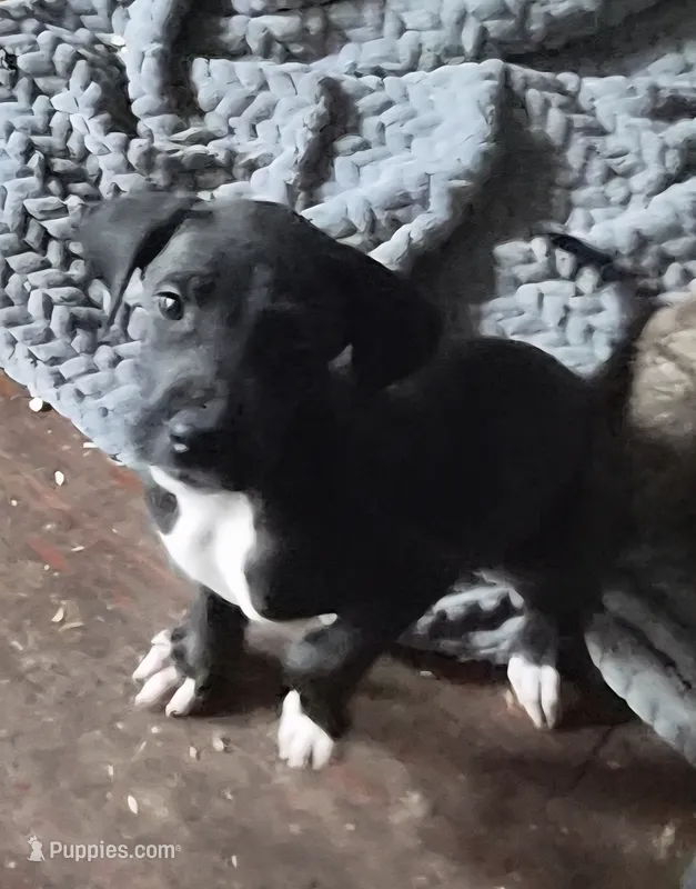Maverick  – Great Dane puppy for sale in Middleport, NY