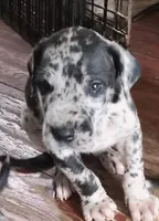 Noah, a male Great Dane for sale in Middleport, NY – 1 of 2