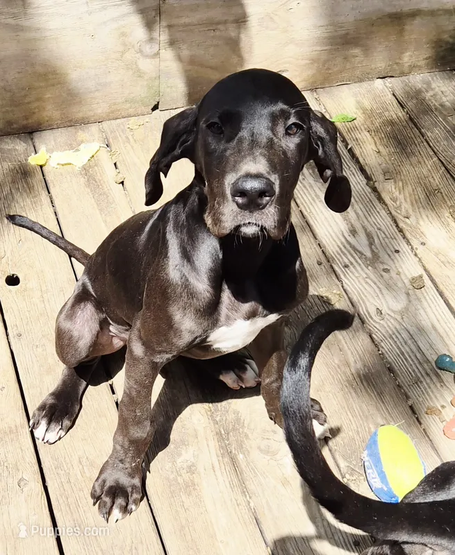 Fallon – Great Dane puppy for sale in Middleport, NY