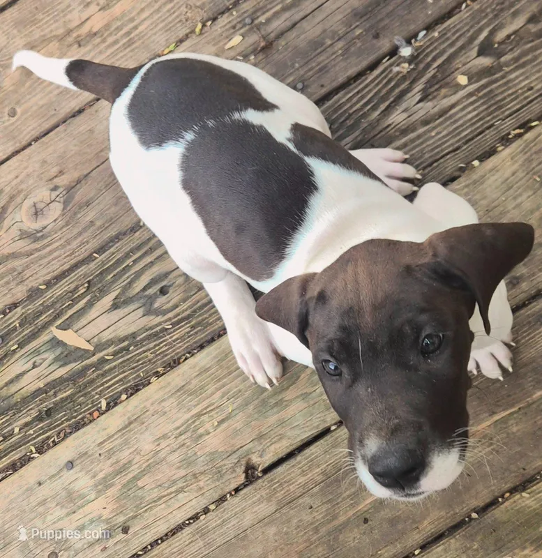 Sashi – Great Dane puppy for sale in Middleport, NY