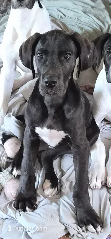 Fallon – Great Dane puppy for sale in Middleport, NY