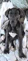 Fallon, a female Great Dane for sale in Middleport, NY – 1 of 1
