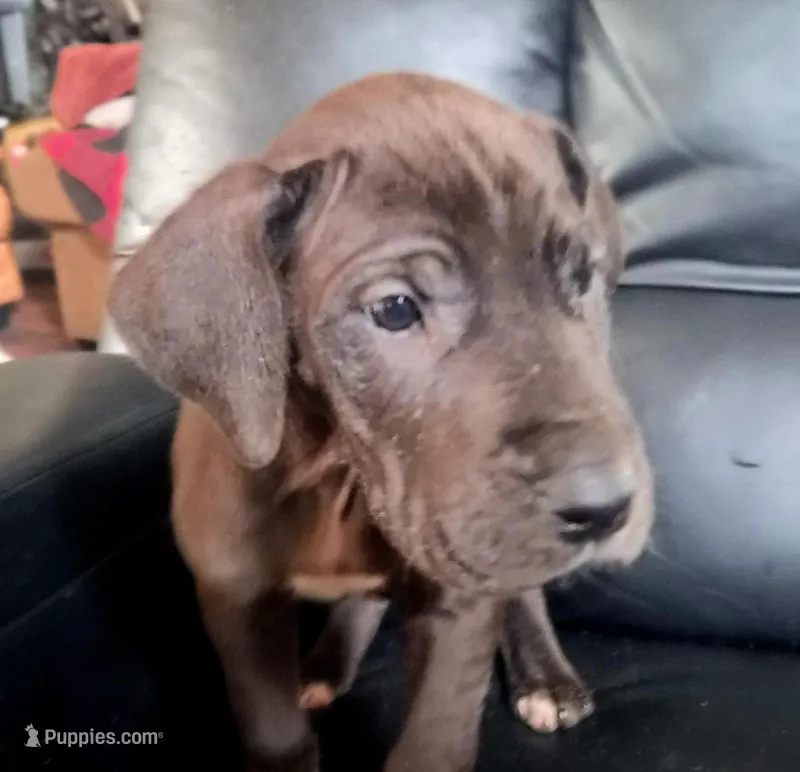 Jazzy, a female Great Dane for sale in Middleport, NY – Photo 1 of 3