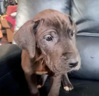 Jazzy, a female Great Dane for sale in Middleport, NY – Photo 1 of 3