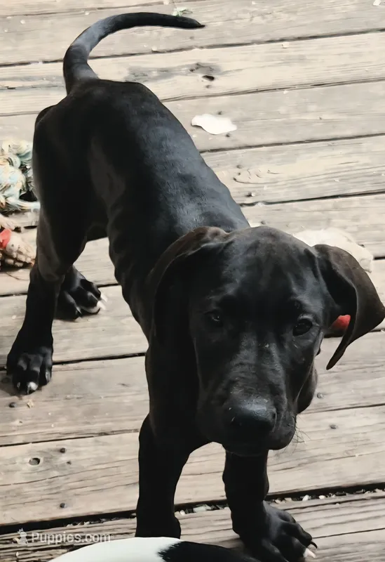Xavier  – Great Dane puppy for sale in Middleport, NY