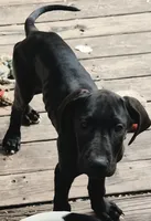 Xavier , a male Great Dane for sale in Middleport, NY – 1 of 1