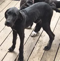 Fallon, a female Great Dane for sale in Middleport, NY – 2 of 3