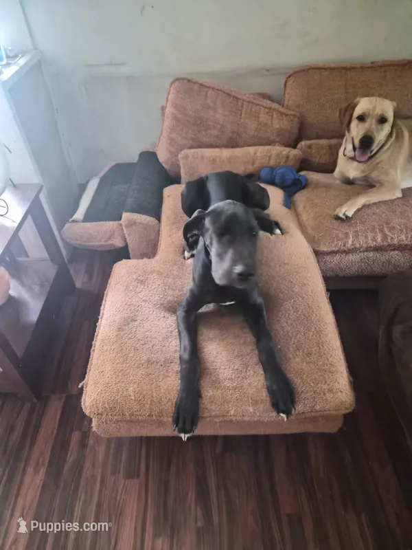 Fallon – Great Dane puppy for sale in Middleport, NY