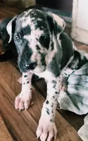 Phantom , a male Great Dane for sale in Middleport, NY – 2 of 2