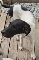 Sashi, a female Great Dane for sale in Middleport, NY – 2 of 6