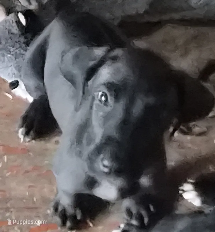 Lucian  – Great Dane puppy for sale in Middleport, NY