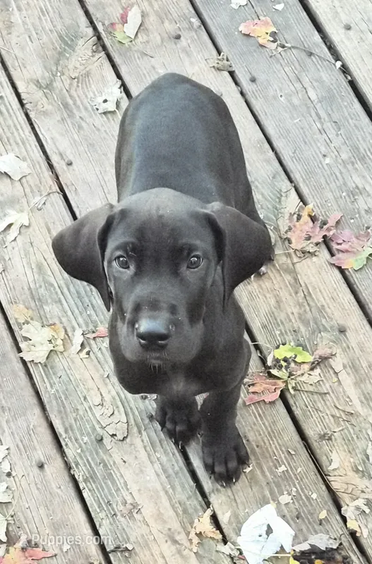 Dove – Great Dane puppy for sale in Middleport, NY