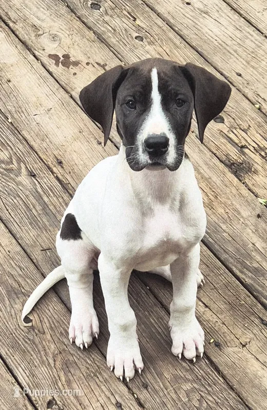 Livvy – Great Dane puppy for sale in Middleport, NY