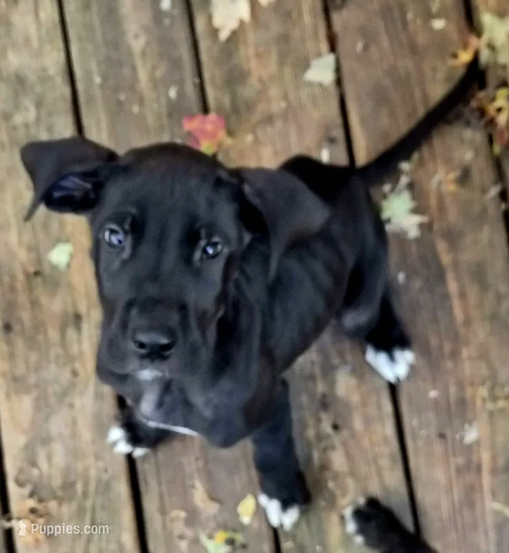 Hannah  – Great Dane puppy for sale in Middleport, NY
