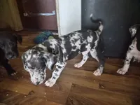 WINSTON , a male Great Dane for sale in Middleport, NY – 3 of 3