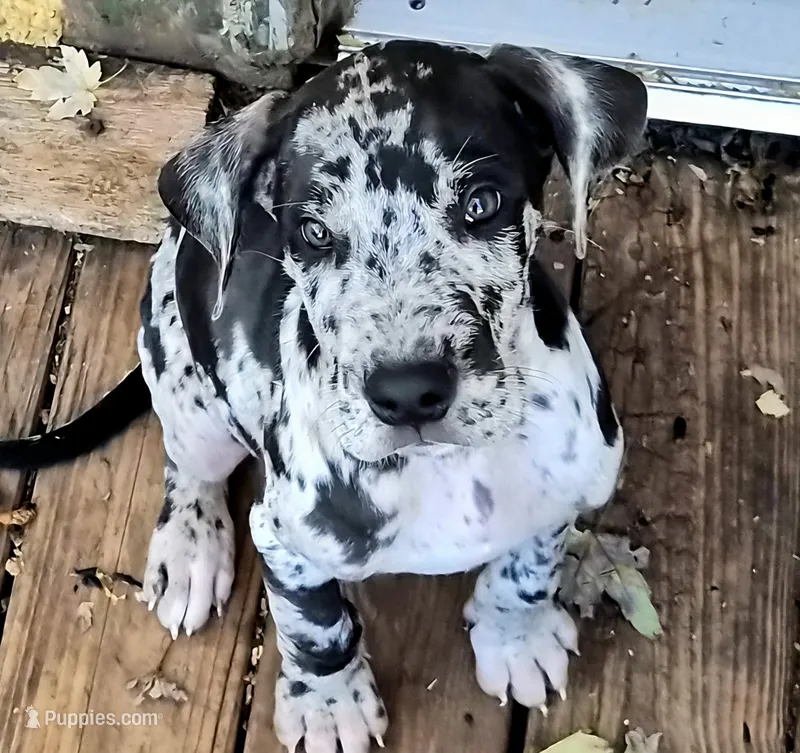 Noah – Great Dane puppy for sale in Middleport, NY