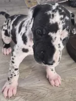 Phantom , a male Great Dane for sale in Middleport, NY – 1 of 2