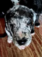 WINSTON , a male Great Dane for sale in Middleport, NY – 1 of 3