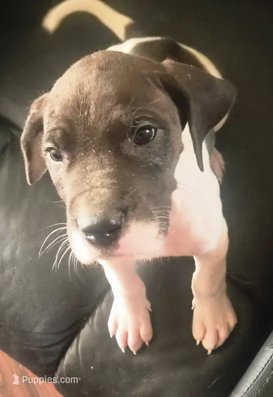 Sashi – Great Dane puppy for sale in Middleport, NY