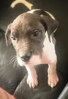 Sashi, a female Great Dane for sale in Middleport, NY – Photo 1 of 3