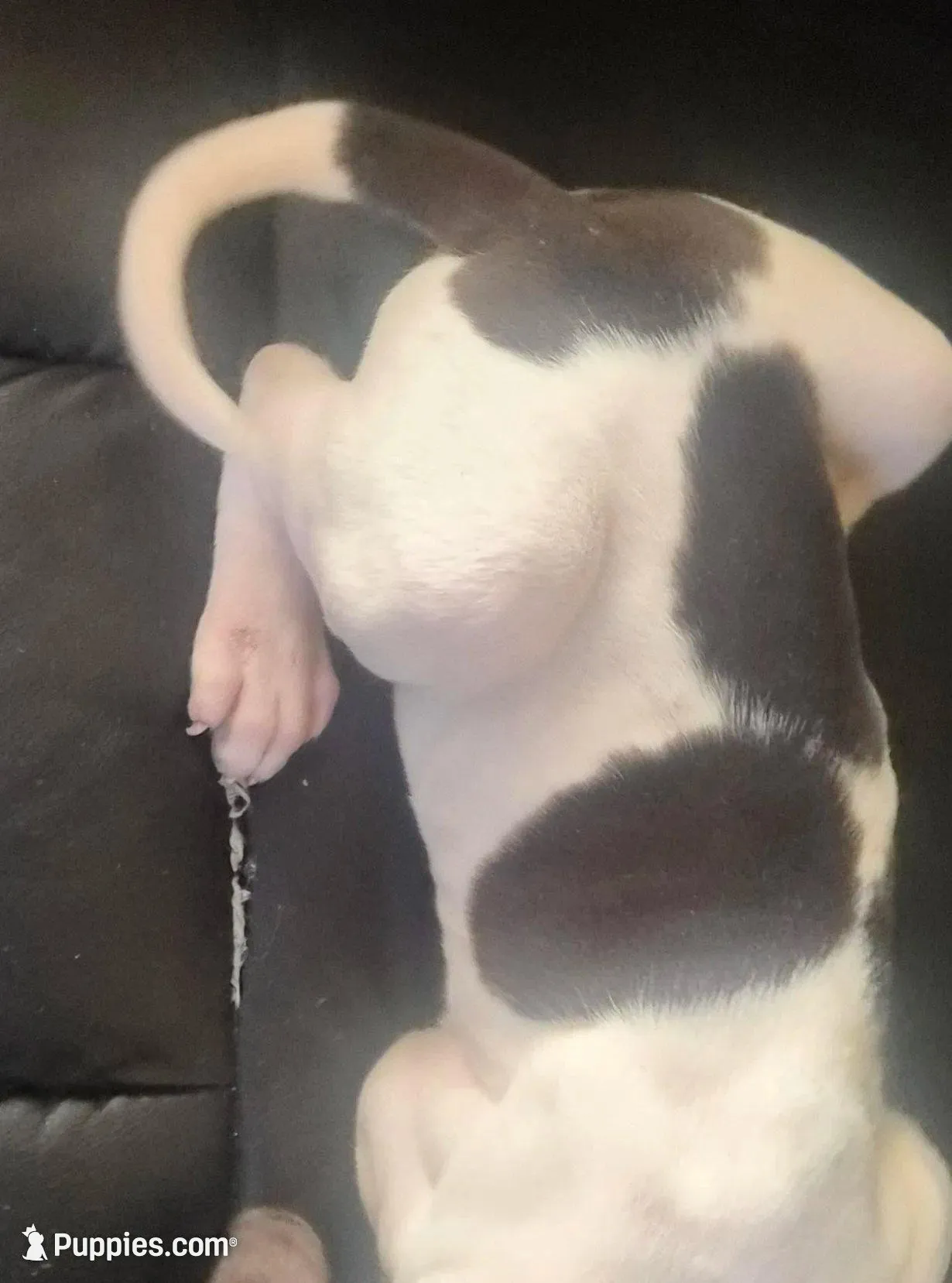 Sashi, a female Great Dane for sale in Middleport, NY – 4 of 4