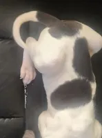 Sashi, a female Great Dane for sale in Middleport, NY – Photo 2 of 3