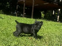 Red, a male Cane Corso for sale in New London, NC – 6 of 10