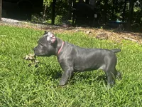 Light Pink, a female Cane Corso for sale in New London, NC – 3 of 9