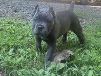 Aqua , a female Cane Corso for sale in New London, NC – 6 of 10