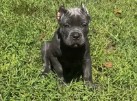 Light Pink, a female Cane Corso for sale in New London, NC – 2 of 9