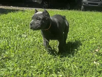 Light Pink, a female Cane Corso for sale in New London, NC – 9 of 9