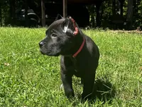 Dark pink, a female Cane Corso for sale in New London, NC – 6 of 10
