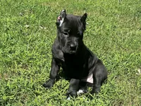 Dark pink, a female Cane Corso for sale in New London, NC – 8 of 10