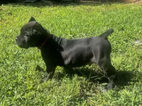 Red, a male Cane Corso for sale in New London, NC – 3 of 10
