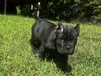 Red, a male Cane Corso for sale in New London, NC – 7 of 10