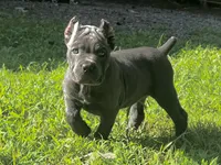 Aqua , a female Cane Corso for sale in New London, NC – 4 of 10