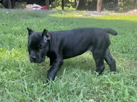 Teal, a female Cane Corso for sale in New London, NC – 5 of 9