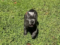 Yellow, a male Cane Corso for sale in New London, NC – 4 of 9