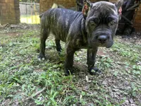 Purple, a female Cane Corso for sale in New London, NC – 6 of 8