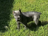Yellow, a male Cane Corso for sale in New London, NC – 5 of 9
