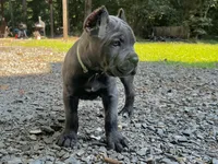 Aqua , a female Cane Corso for sale in New London, NC – 3 of 10
