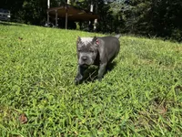 Yellow, a male Cane Corso for sale in New London, NC – 9 of 9
