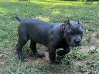 Light Pink, a female Cane Corso for sale in New London, NC – 1 of 9
