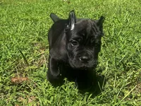 Red, a male Cane Corso for sale in New London, NC – 9 of 10