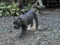 Lavender, a female Cane Corso for sale in New London, NC – 2 of 4