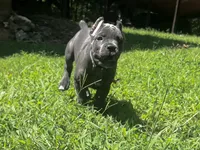 Aqua , a female Cane Corso for sale in New London, NC – 8 of 10