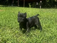 Red, a male Cane Corso for sale in New London, NC – 2 of 10