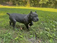 Lavender, a female Cane Corso for sale in New London, NC – 3 of 4